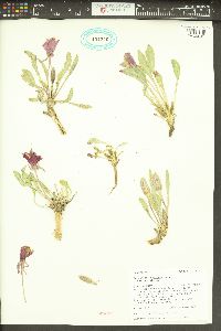 Oenothera cespitosa var. cespitosa image