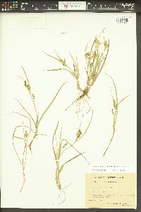 Carex aurea image