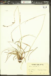 Carex binervis image