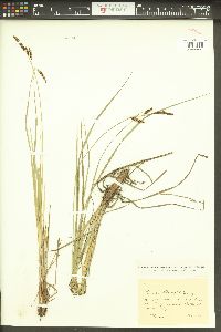 Carex barrattii image