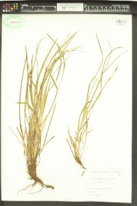 Carex blepharicarpa image