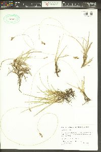 Carex boliviensis image