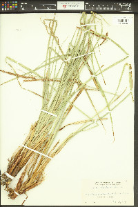 Carex barbarae image