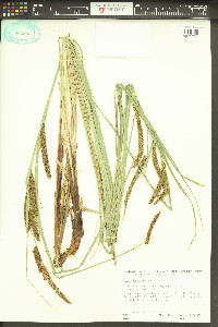 Carex barbarae image