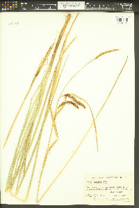 Carex barbarae image