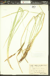 Carex barbarae image