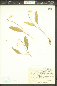 Erythronium grandiflorum var. pallidum image