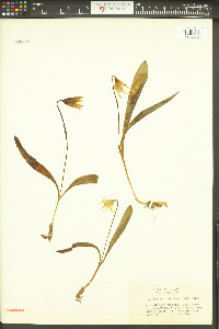 Erythronium grandiflorum image
