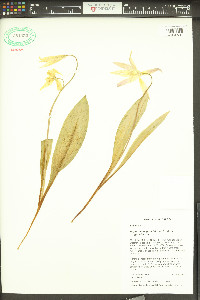 Erythronium grandiflorum subsp. grandiflorum image