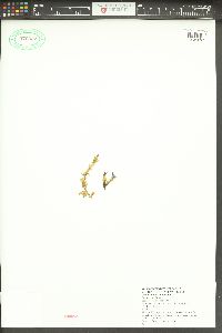 Gentiana sedifolia image