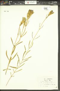 Gentiana porphyrio image