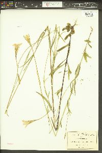 Gentianopsis lanceolata image