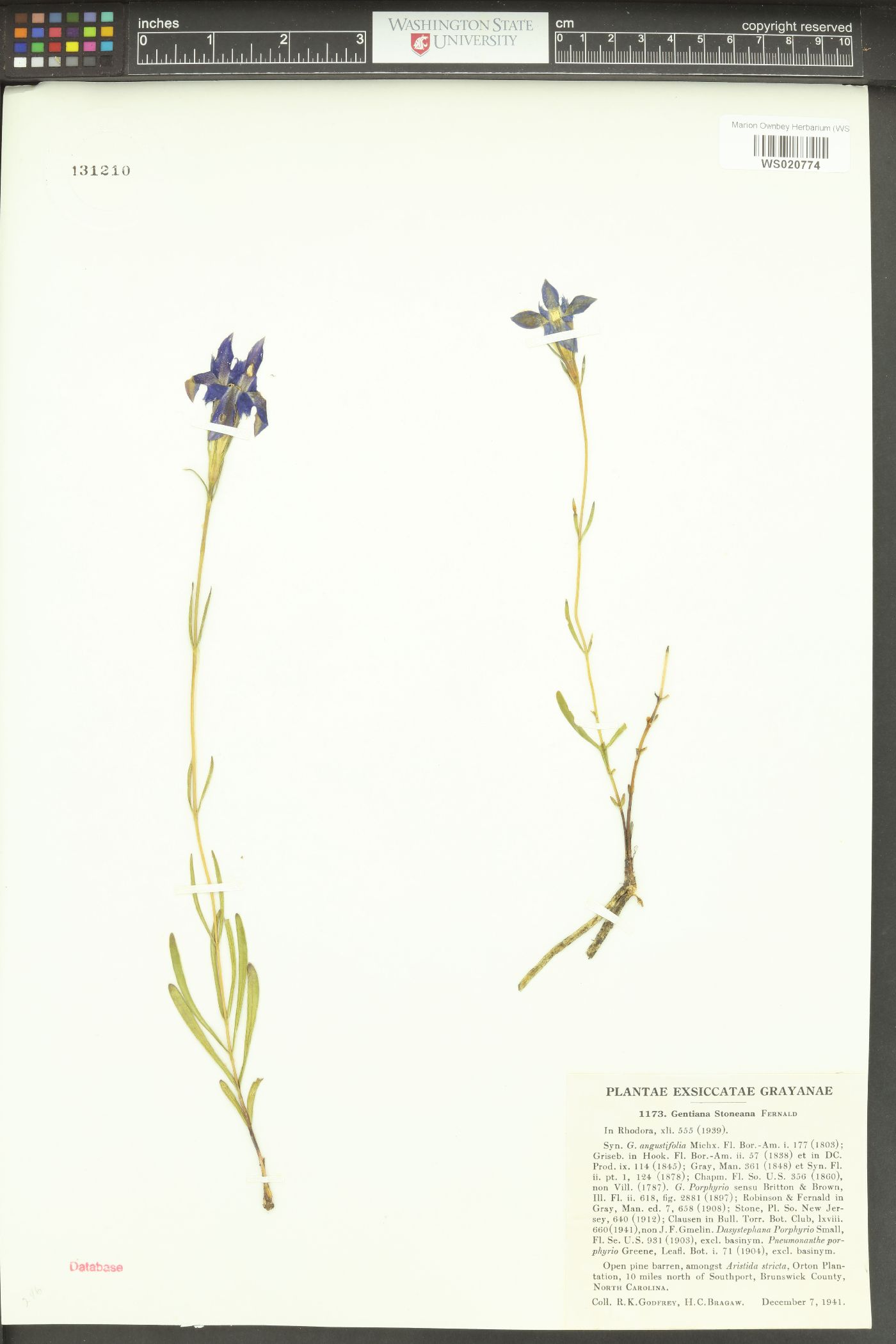 Gentiana stoneana image