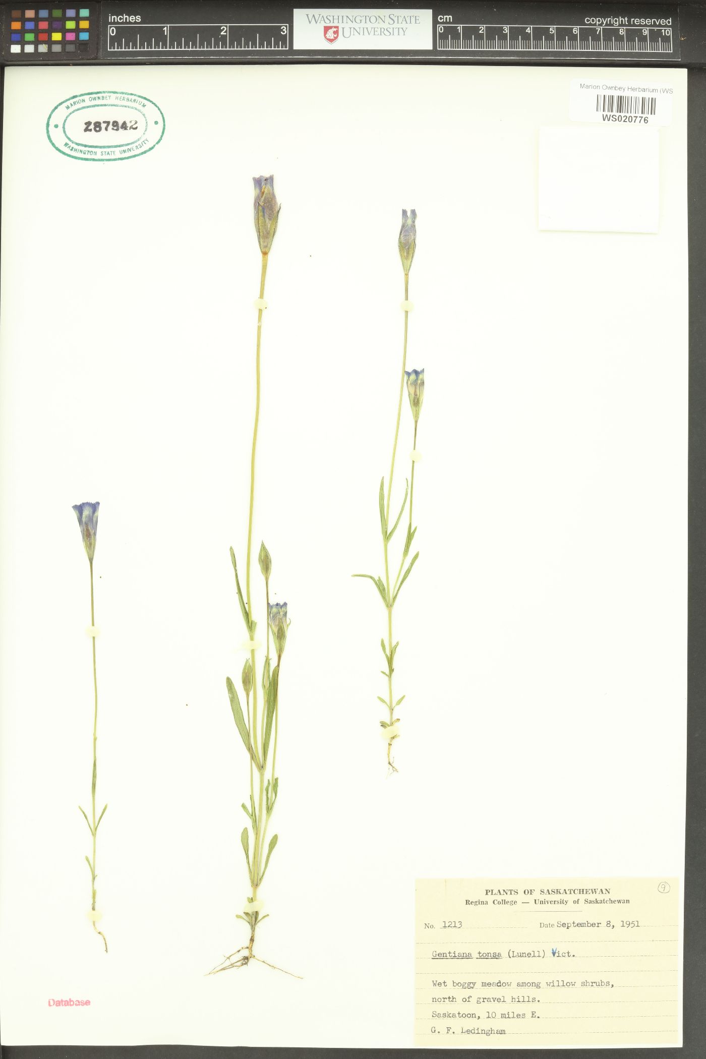 Gentiana tonsa image