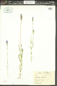 Gentiana tonsa image