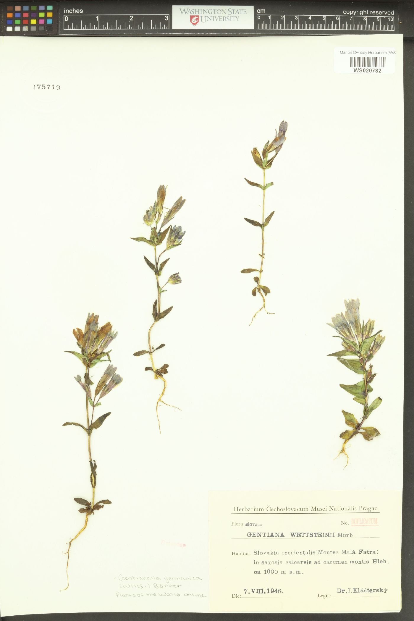 Gentianella germanica image