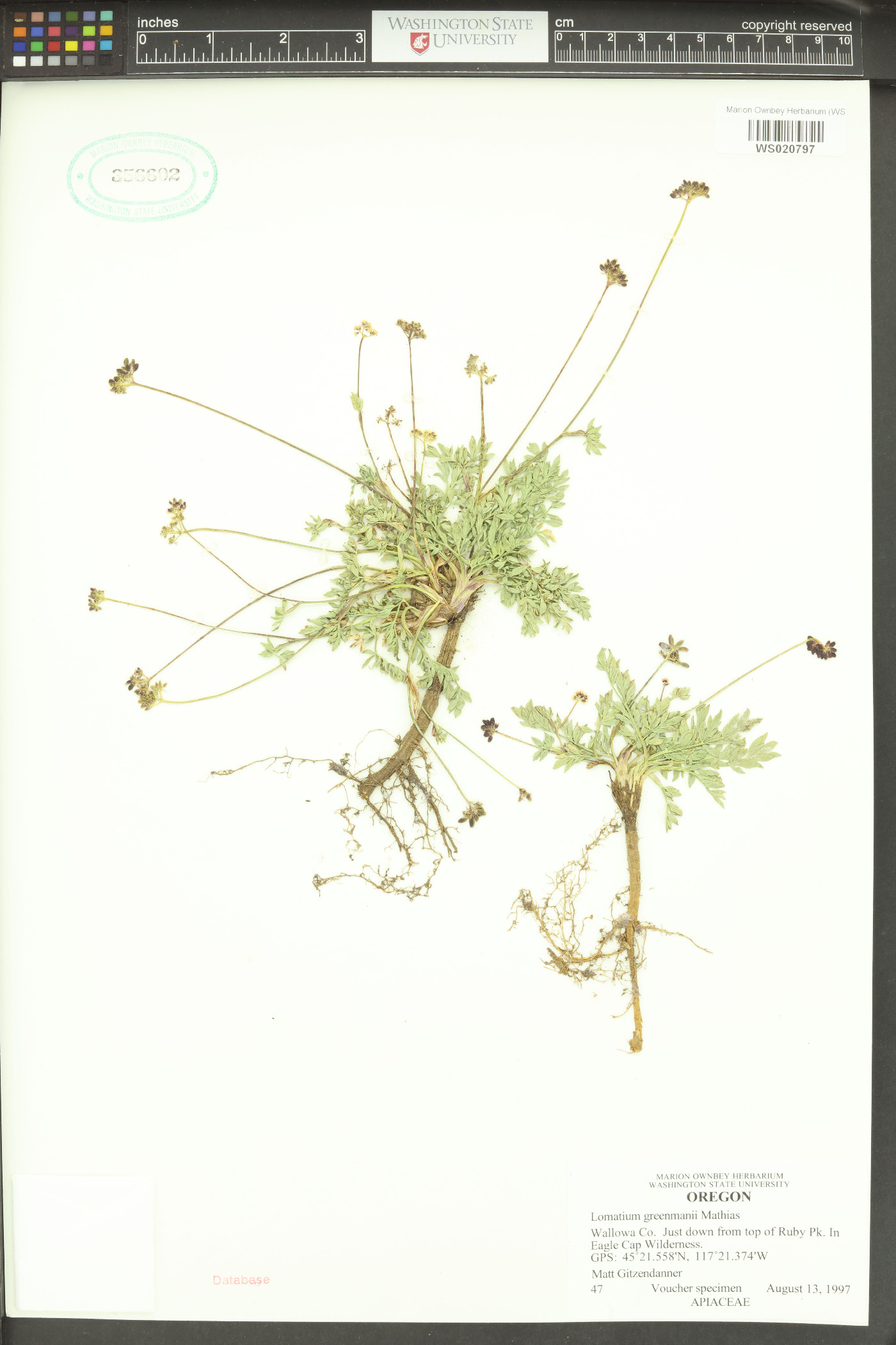 Lomatium greenmanii image