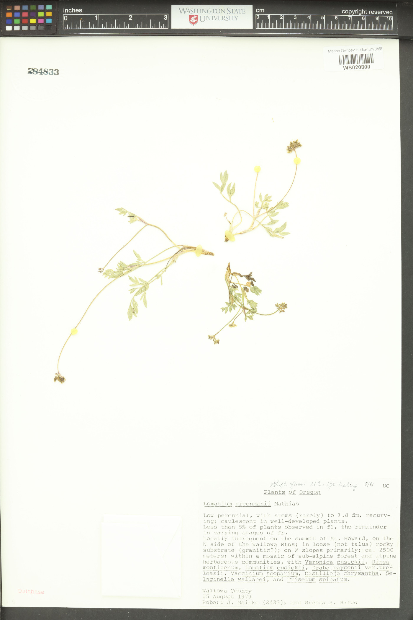 Lomatium greenmanii image