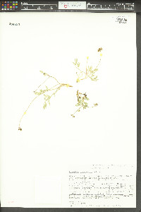 Lomatium greenmanii image