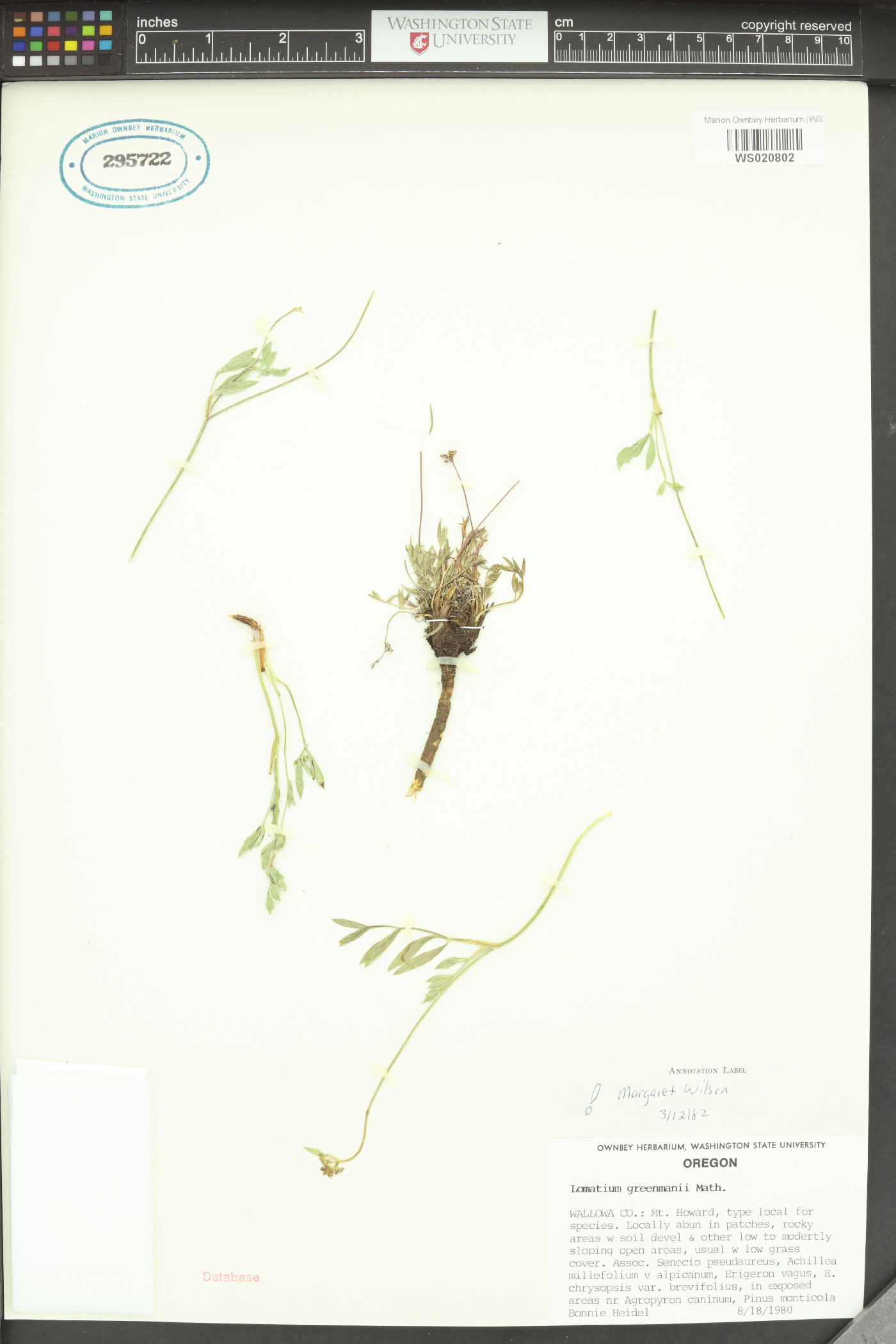 Lomatium greenmanii image