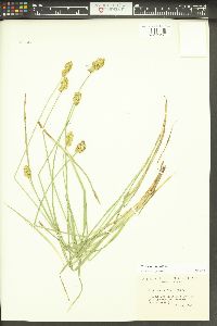 Carex bebbii image