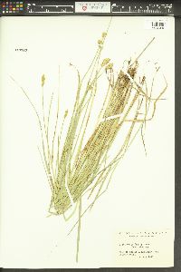 Carex bebbii image