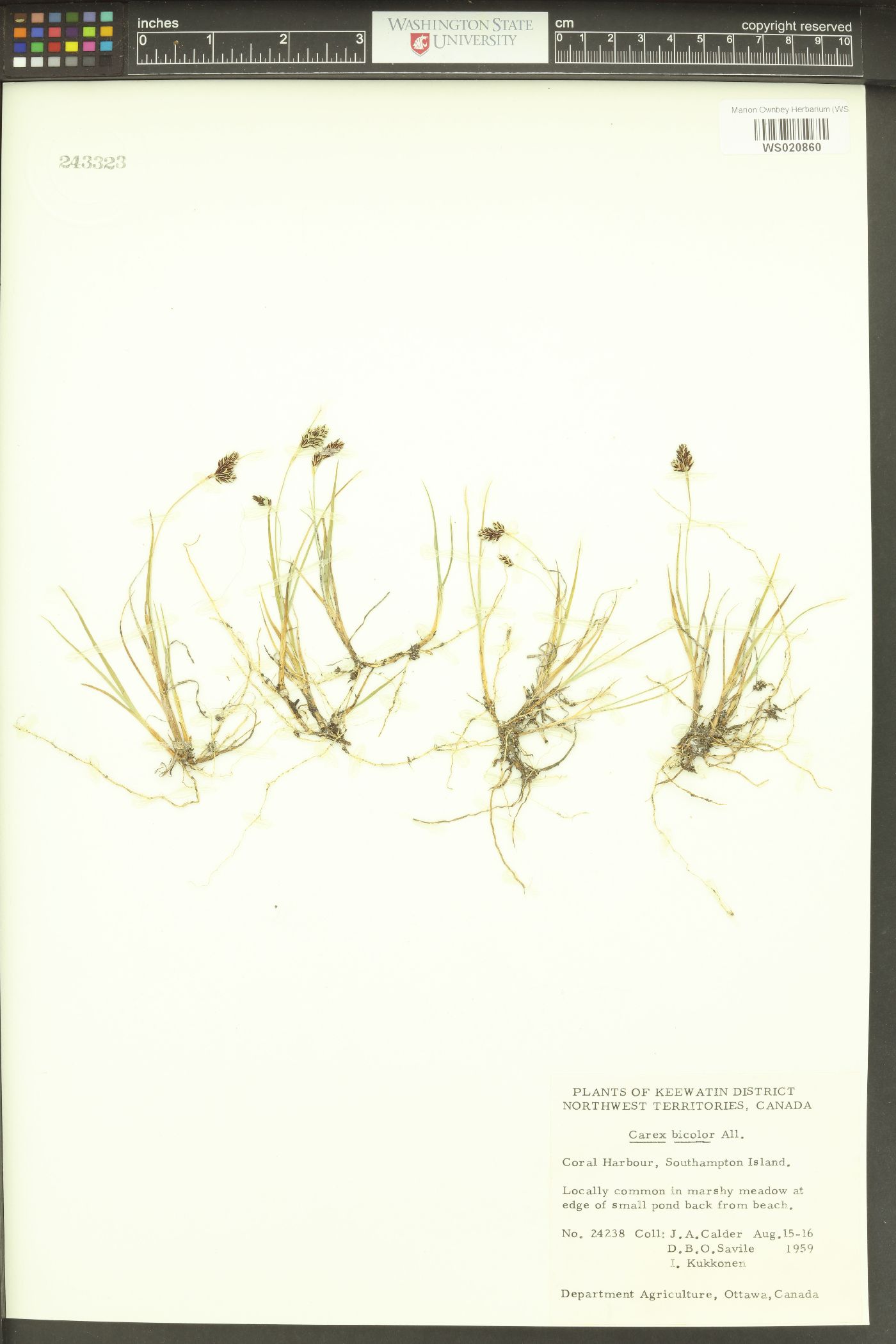 Carex bicolor image