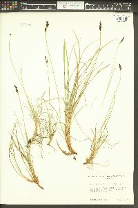 Carex bigelowii image