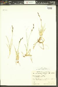 Carex bigelowii image