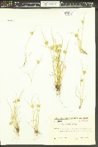 Carex bohemica image