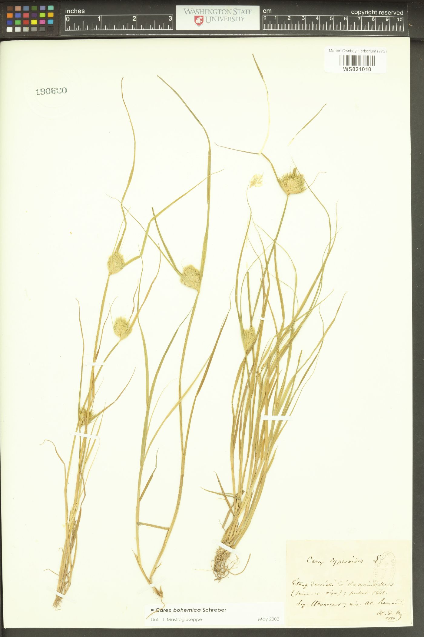 Carex bohemica image