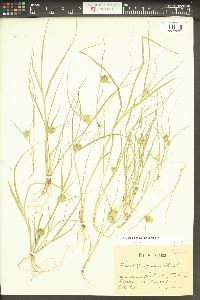 Carex bohemica image