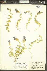 Gentiana affinis image