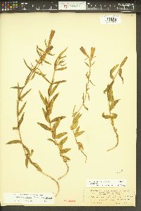 Gentiana affinis image