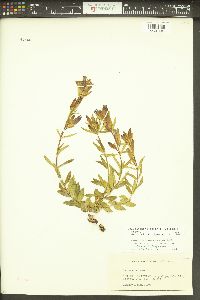 Gentiana affinis image