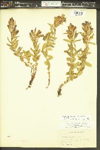 Gentiana affinis image