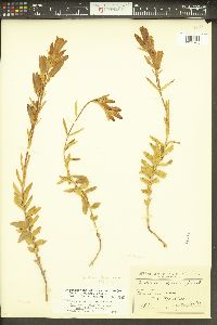 Gentiana affinis image