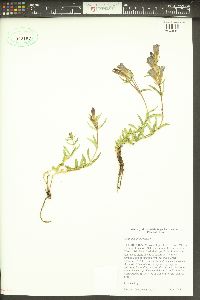 Gentiana affinis image