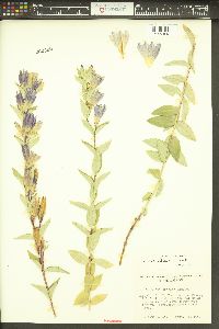 Gentiana affinis image