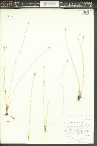 Eleocharis quinqueflora image