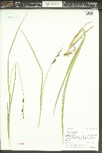 Carex vesicaria image