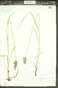 Carex stipata var. stipata image