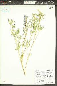 Lupinus argenteus var. laxiflorus image