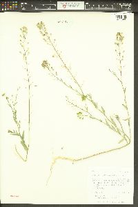 Camelina microcarpa image