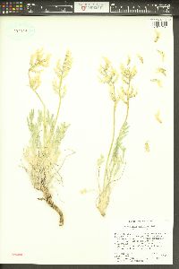 Oxytropis sericea var. sericea image