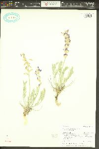 Oxytropis lambertii image