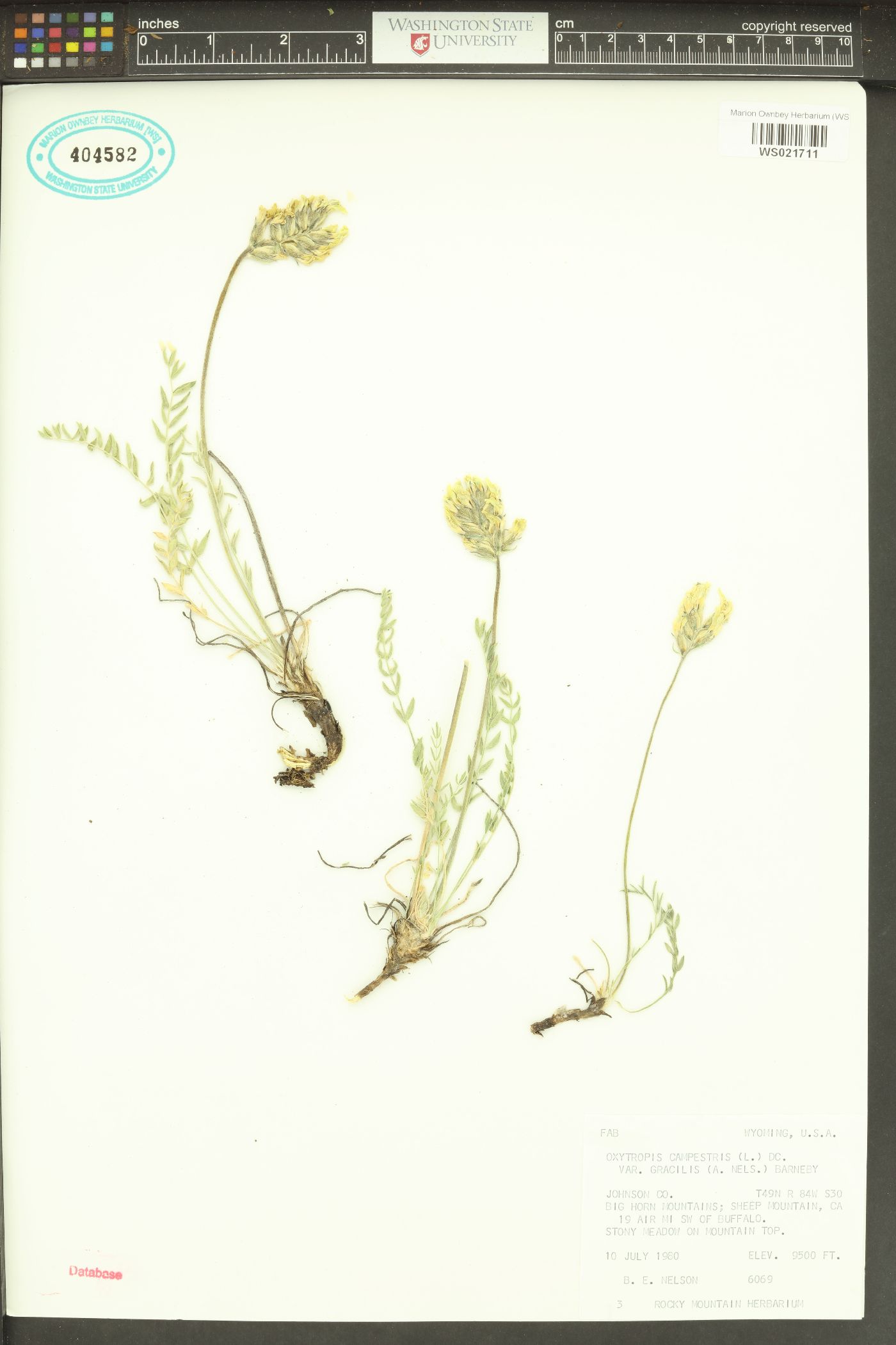 Oxytropis campestris var. gracilis image