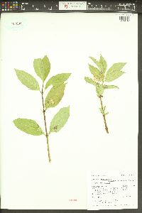 Lonicera involucrata image