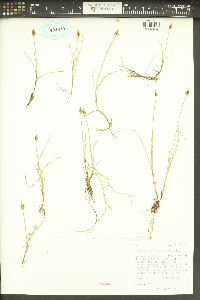 Carex gynocrates image