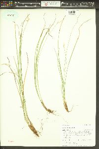 Carex geyeri image